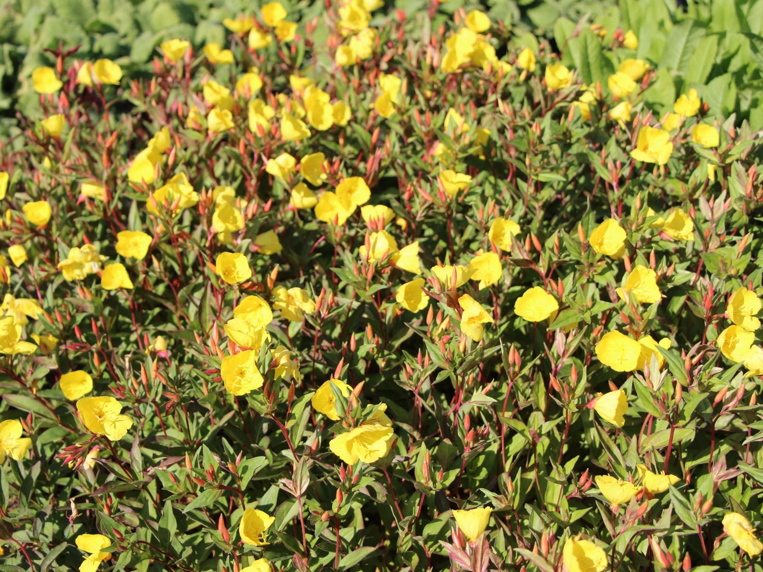 Nachtkerzengewächse (Onagraceae)