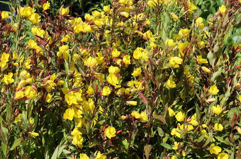 Nachtkerze 'Hohes Licht' - Oenothera tetragona 'Hohes Licht'