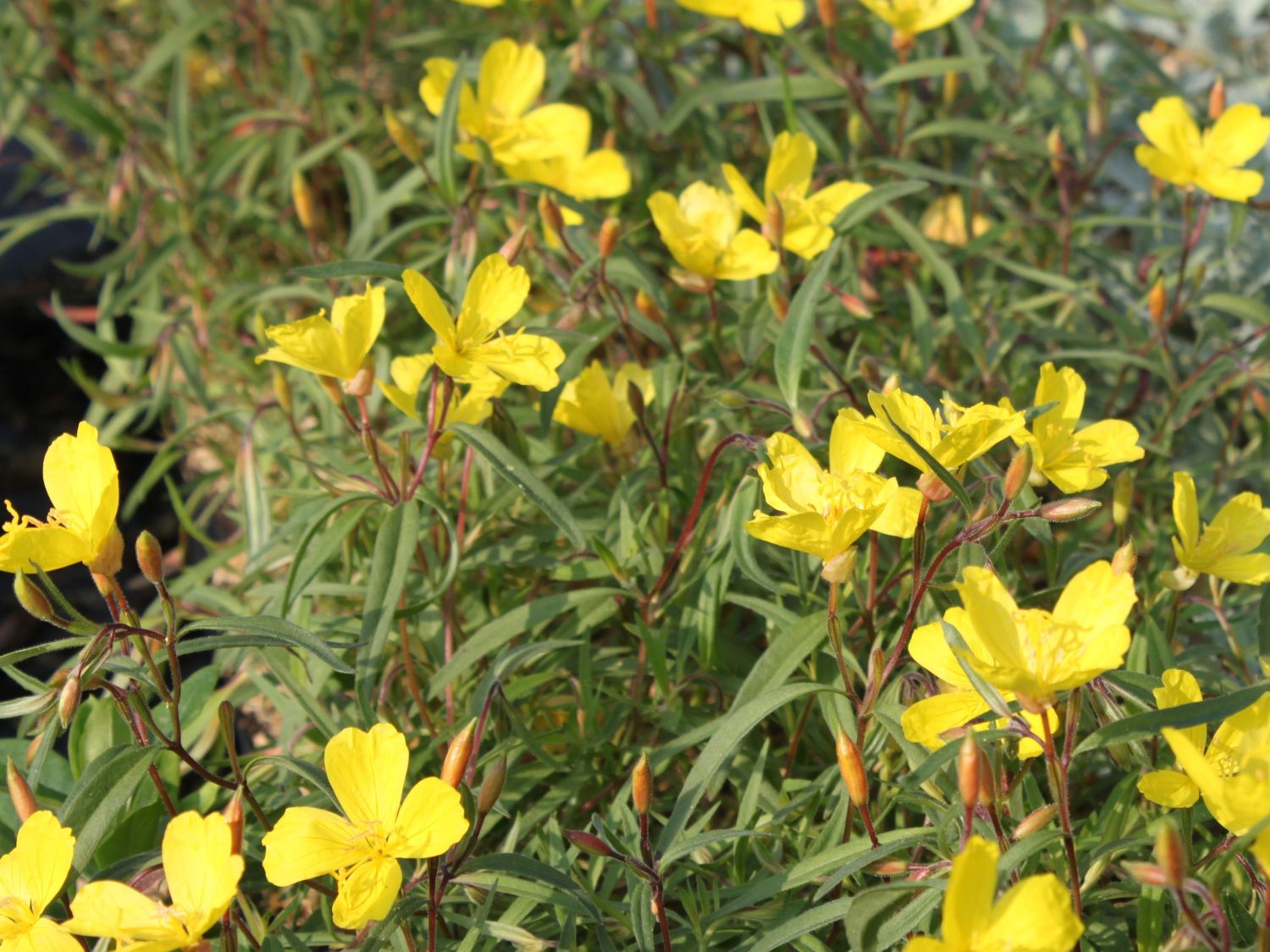 Nachtkerzen (Oenothera)