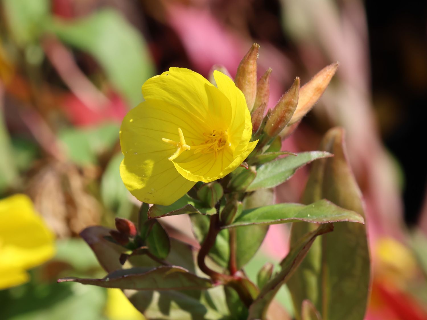 Nachtkerze 'Michelle Ploeger'