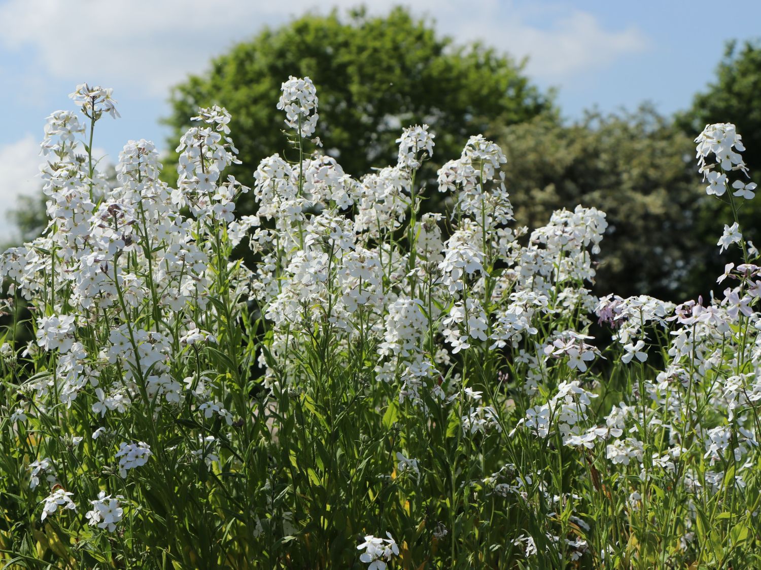 Nachtviolen (Hesperis)