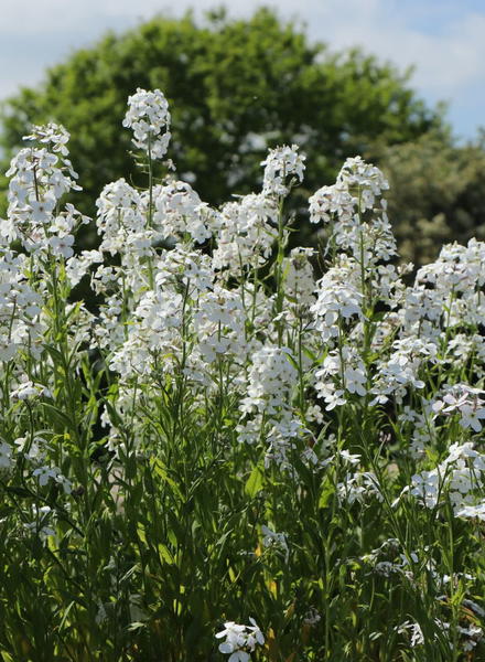 Kreuzbl tler Brassicaceae Wissen Pflanzen Dieser Familie kreuzbl-tler-brassicaceae-wissen-pflanzen-dieser-familie