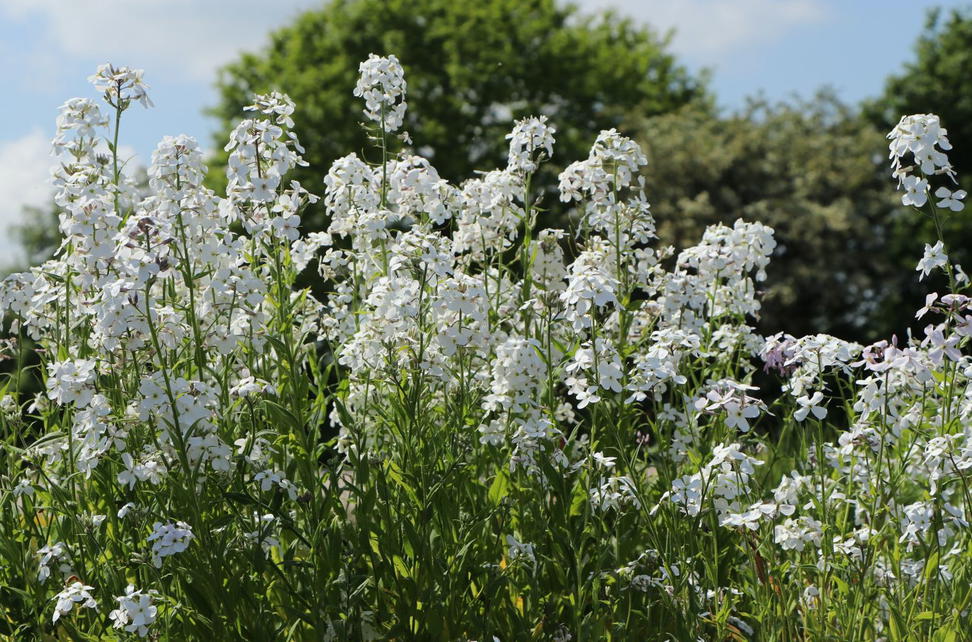 Kreuzbl tler Brassicaceae Wissen Pflanzen Dieser Familie kreuzbl-tler-brassicaceae-wissen-pflanzen-dieser-familie