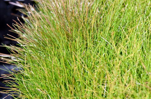 Nadelsimse - Eleocharis acicularis