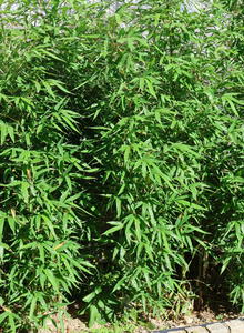 Semiarundinaria (Semiarundinaria)