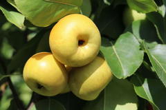 Nashi / Asienbirne / Asiatische Apfelbirne 'An Ben Pear'