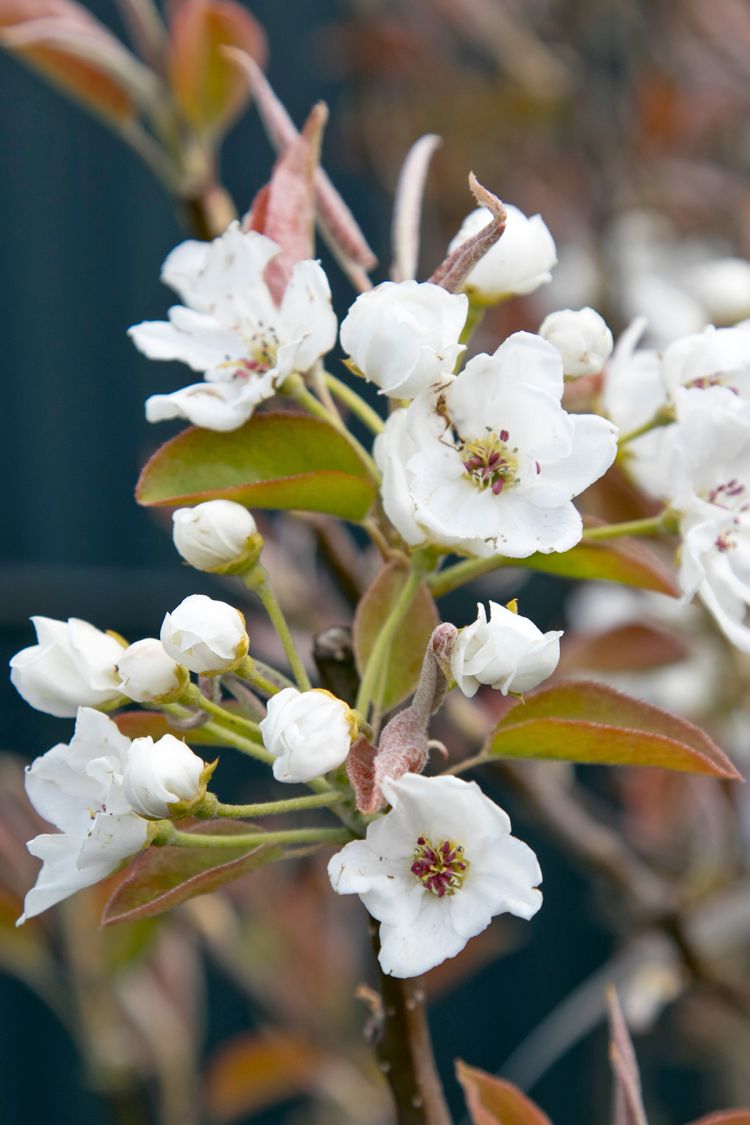 Nashi / Asienbirne / Asiatische Apfelbirne 'An Ben Pear' - Pyrus pyrifolia 'An Ben Pear'