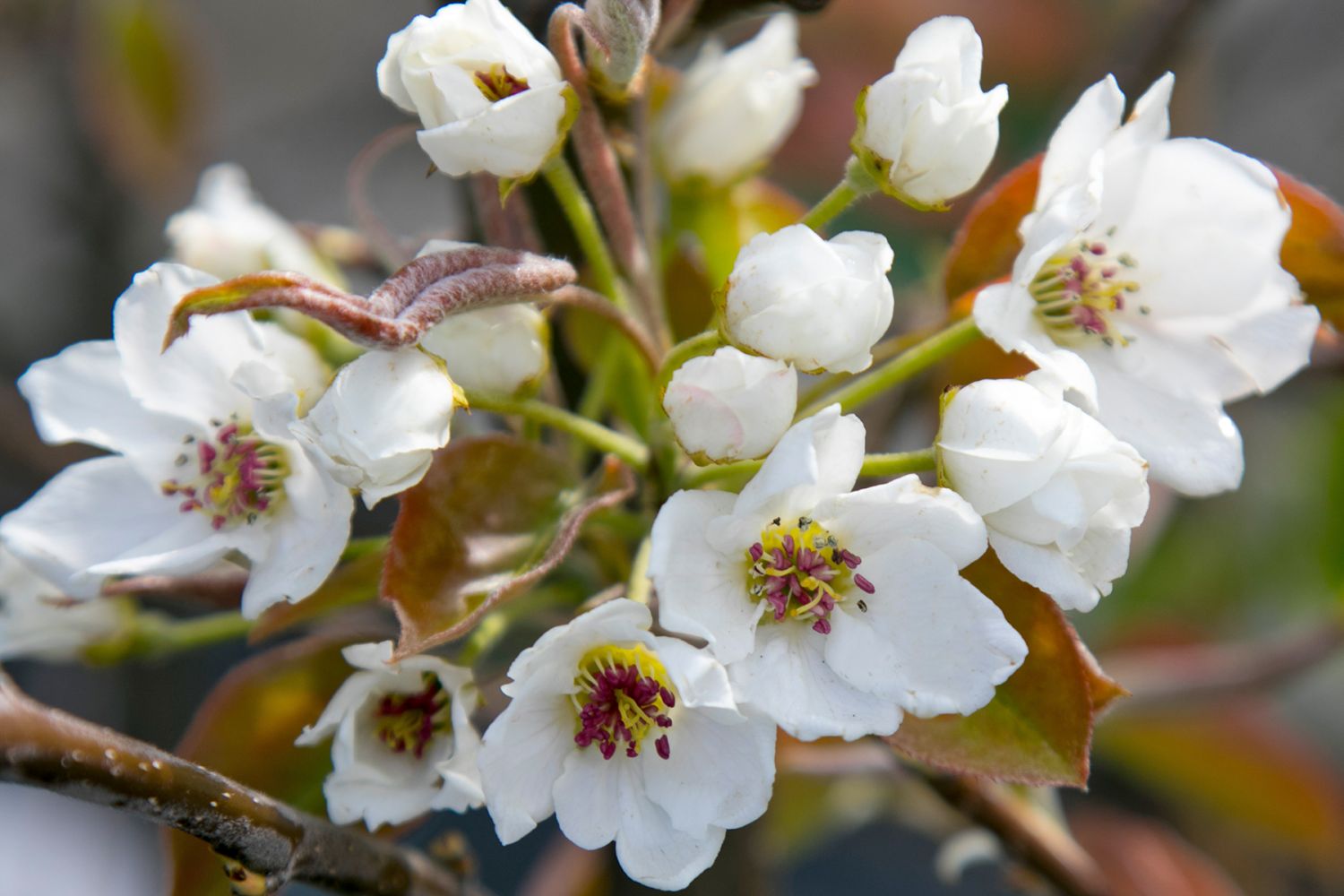 Nashi / Asienbirne / Asiatische Apfelbirne 'An Ben Pear' - Pyrus pyrifolia 'An Ben Pear'