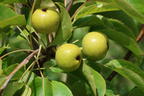 Nashi / Asienbirne / Asiatische Apfelbirne 'An Ben Pear' - Pyrus pyrifolia 'An Ben Pear'