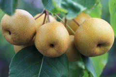 Nashi / Asienbirne / Asiatische Apfelbirne 'Benita' ®