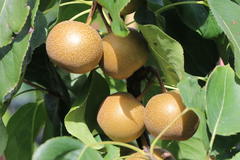 Nashi / Asienbirne / Asiatische Apfelbirne 'Chojuro'