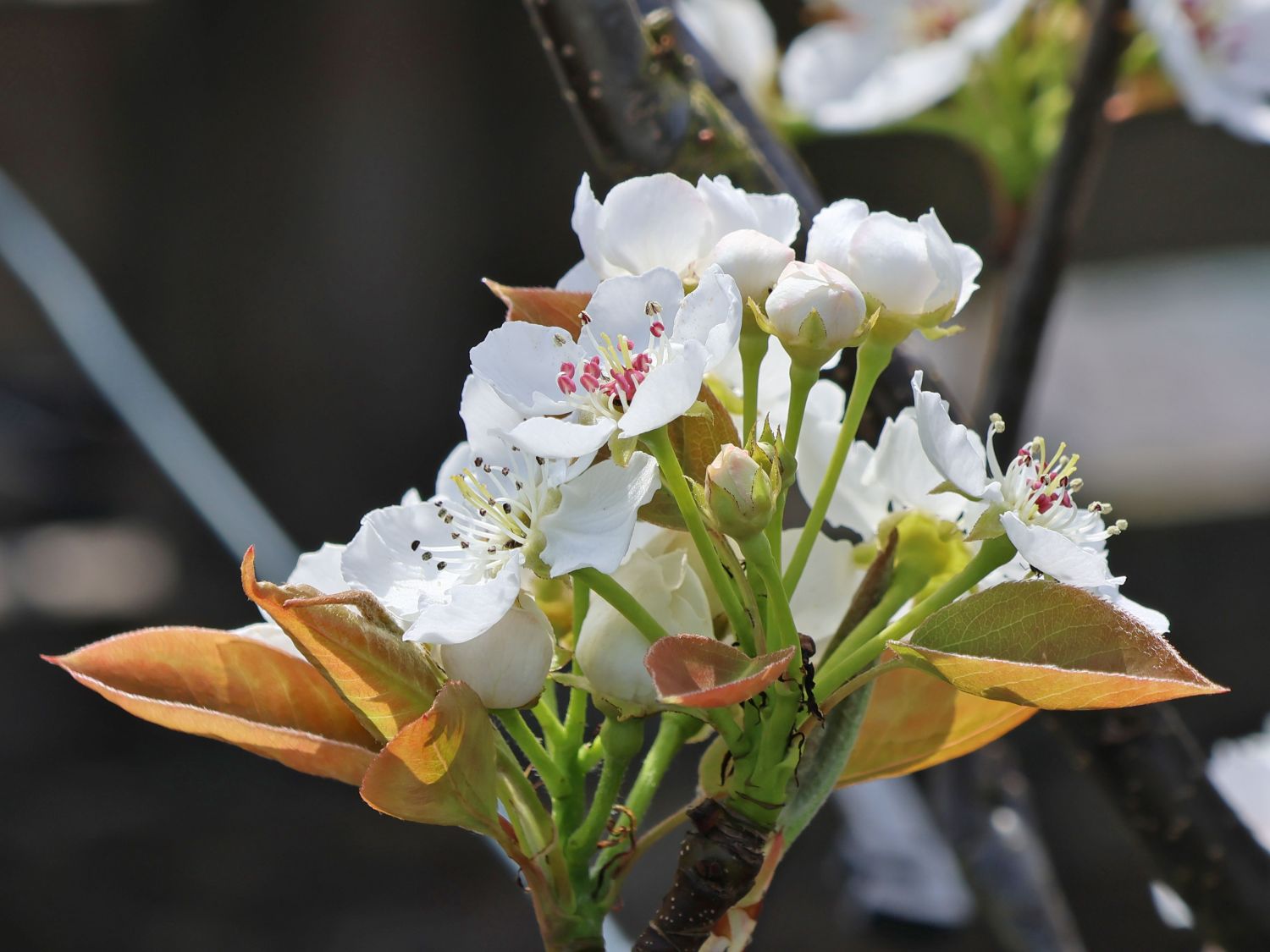 Nashi / Asienbirne / Asiatische Apfelbirne 'Chojuro' - Pyrus pyrifolia 'Chojuro'