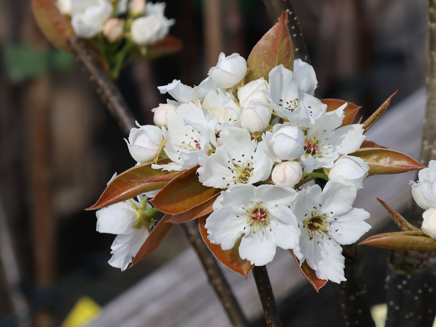 Nashi / Asienbirne / Asiatische Apfelbirne 'Chojuro' - Pyrus pyrifolia 'Chojuro'