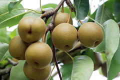 Nashi / Asienbirne / Asiatische Apfelbirne 'Kosui'