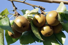 Nashi / Asienbirne / Asiatische Apfelbirne 'Kumoi'