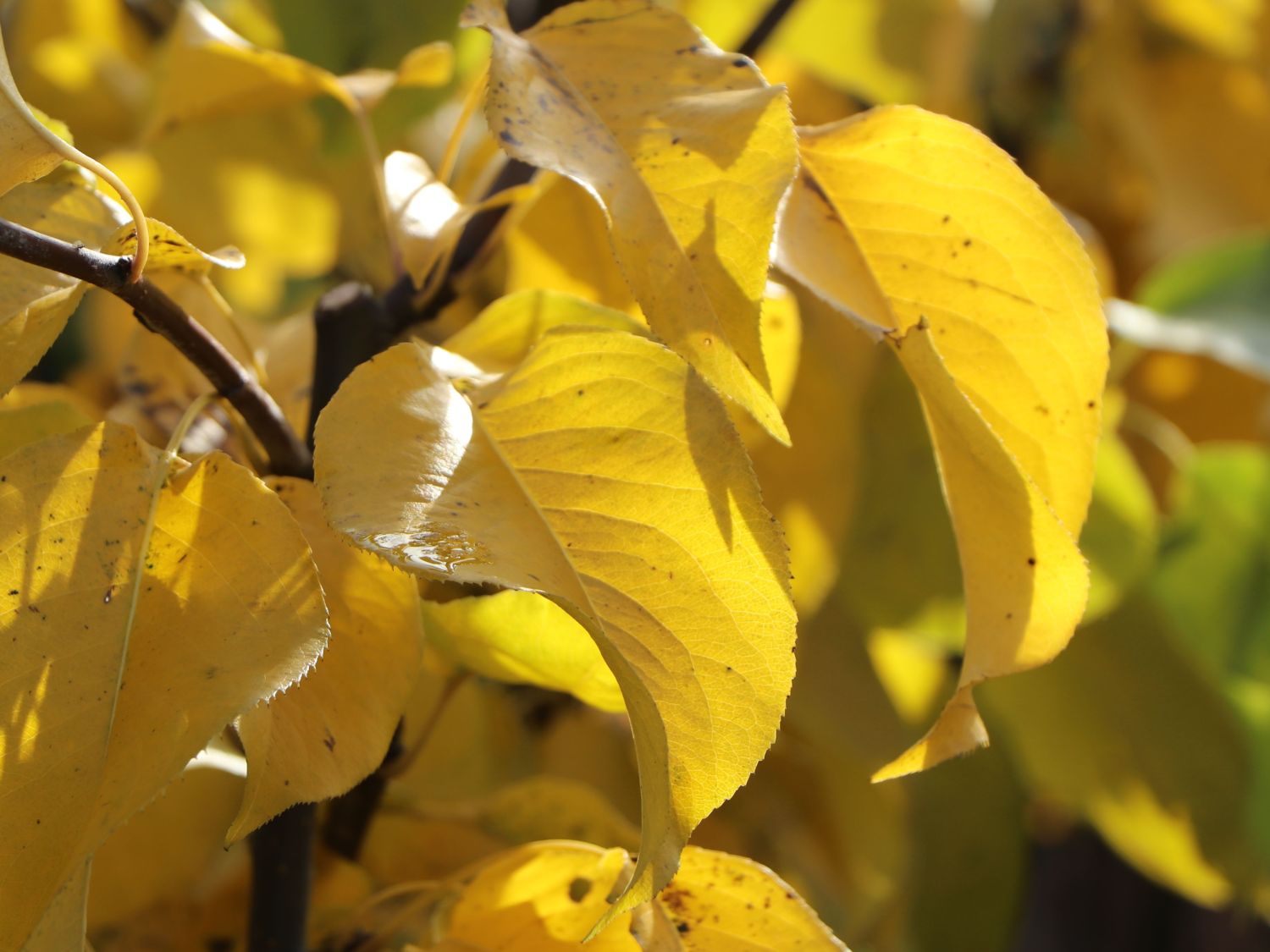 Nashi / Asienbirne / Asiatische Apfelbirne 'Naddel Pear' - Pyrus pyrifolia 'Naddel Pear'
