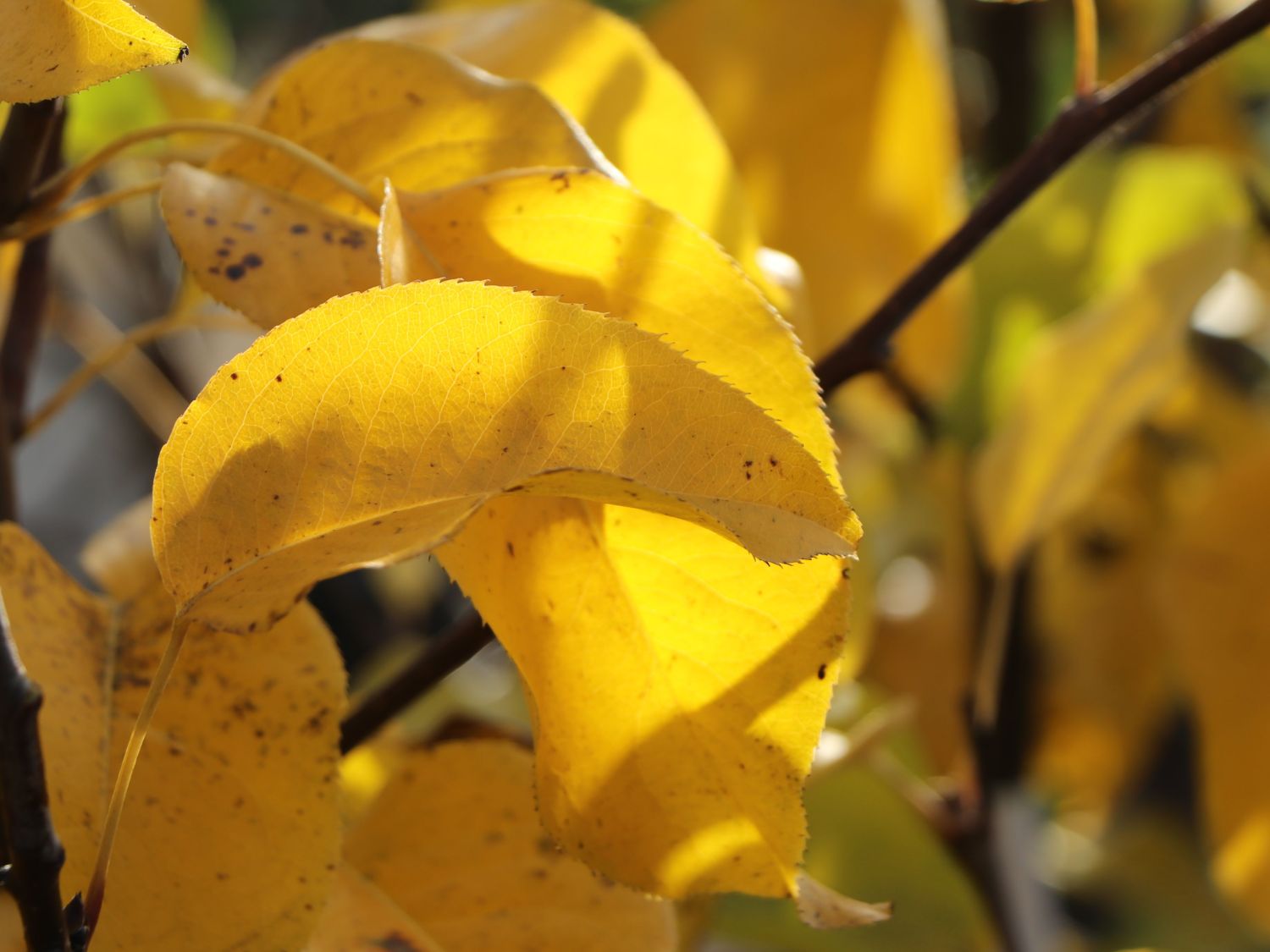 Nashi / Asienbirne / Asiatische Apfelbirne 'Naddel Pear' - Pyrus pyrifolia 'Naddel Pear'