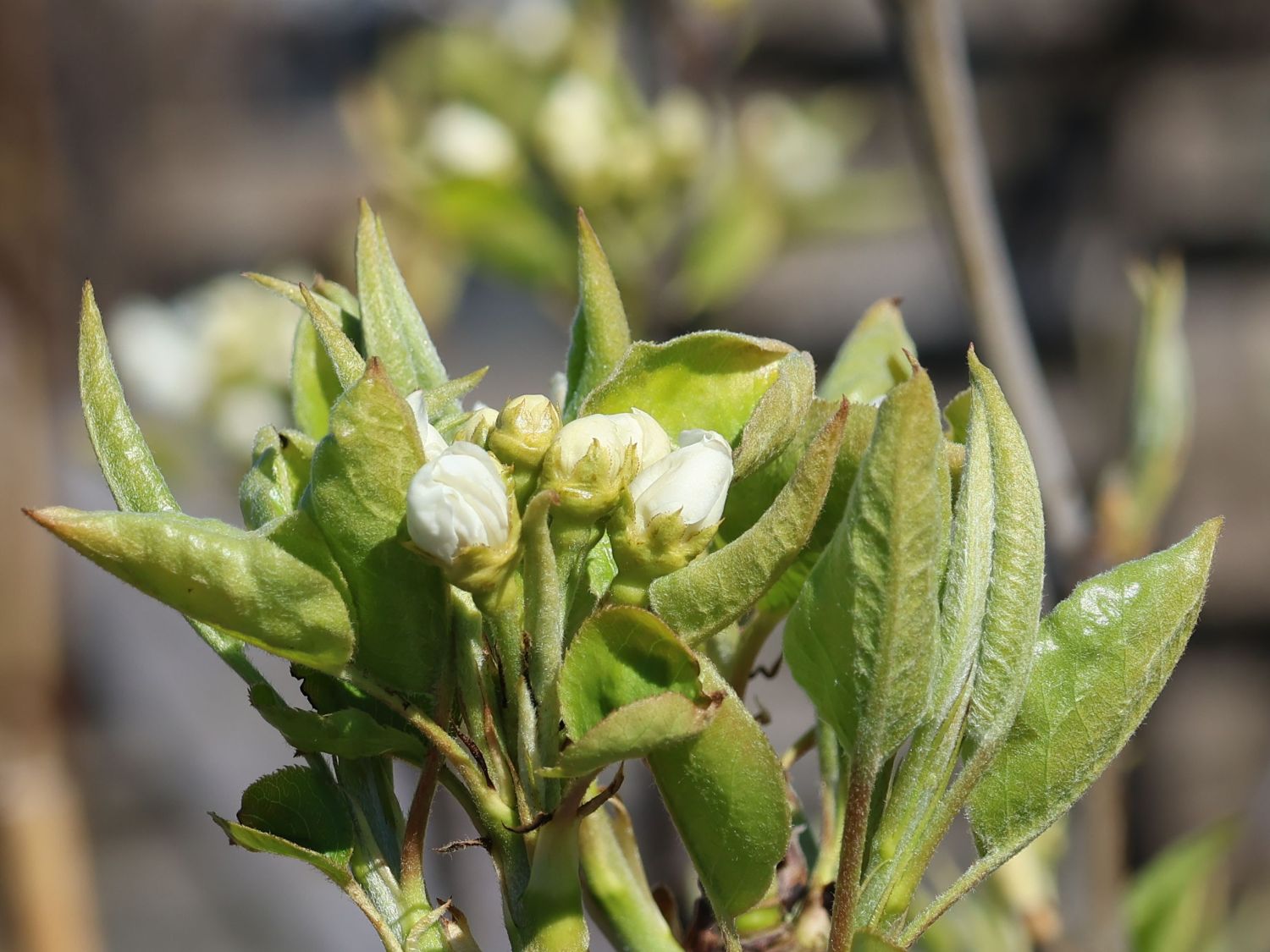 Nashi / Asienbirne / Asiatische Apfelbirne 'Naddel Pear' - Pyrus pyrifolia 'Naddel Pear'