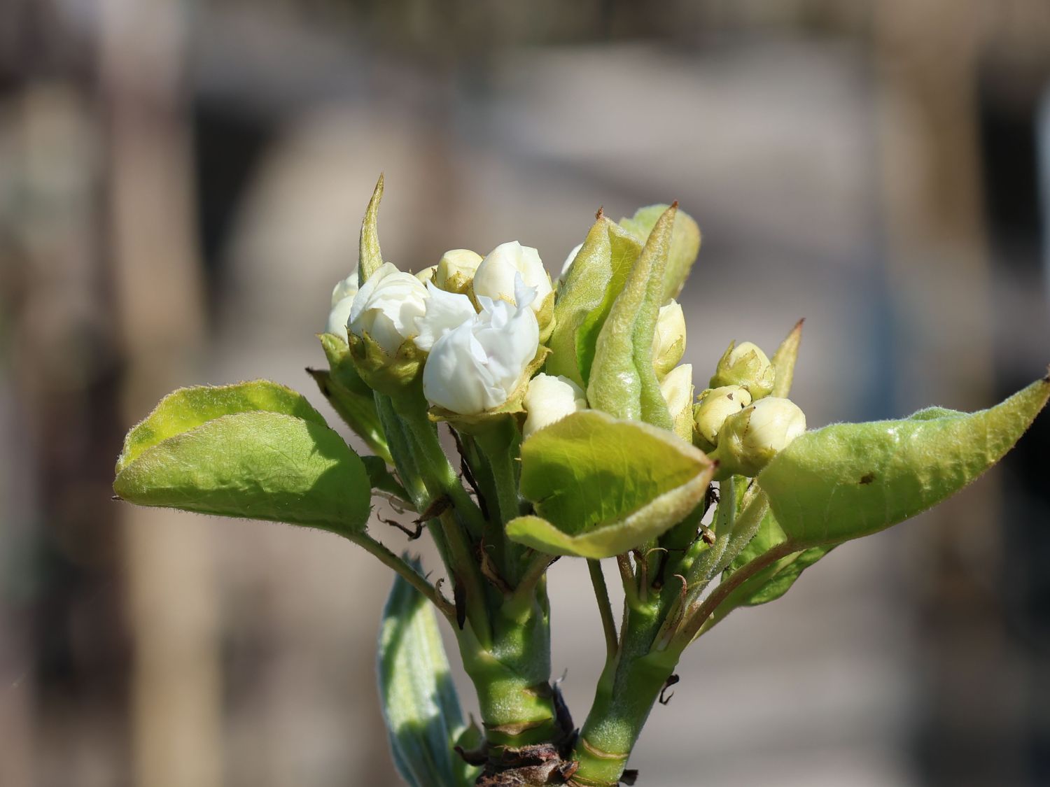 Nashi / Asienbirne / Asiatische Apfelbirne 'Naddel Pear' - Pyrus pyrifolia 'Naddel Pear'