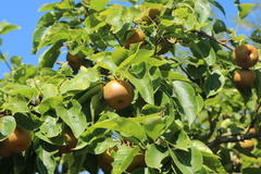 Nashi / Asienbirne / Asiatische Apfelbirne 'Nashi Hayatama'
