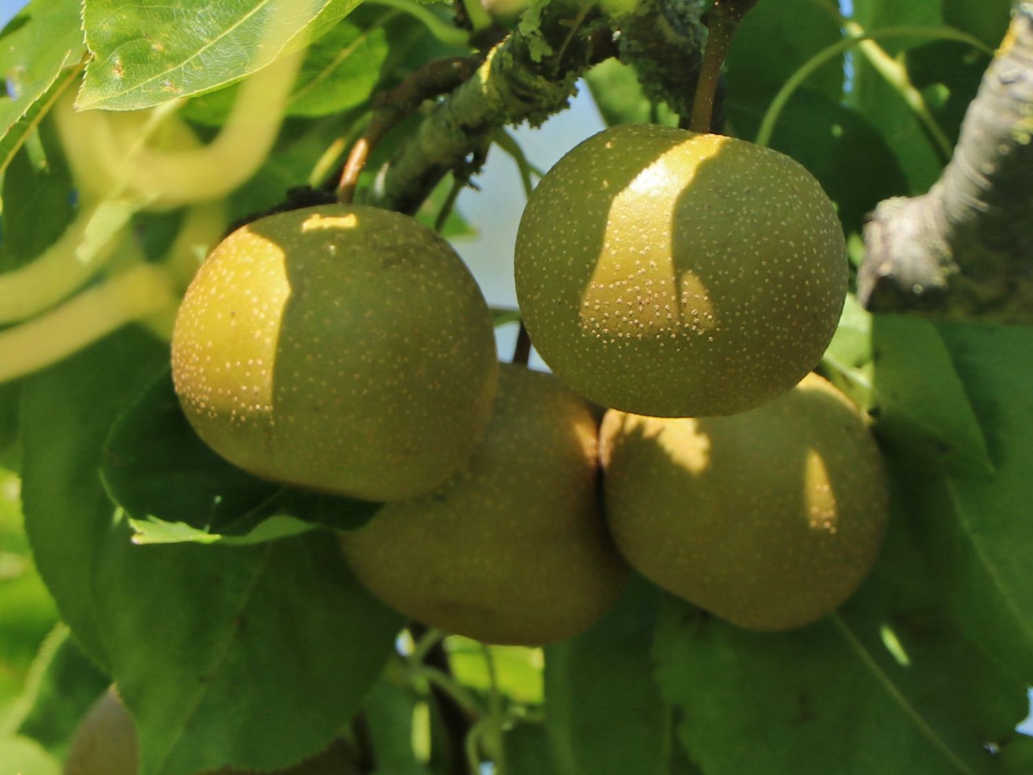 Nashi / Asienbirne / Asiatische Apfelbirne 'Nashi Hayatama' - Pyrus pyrifolia 'Nashi Hayatama'
