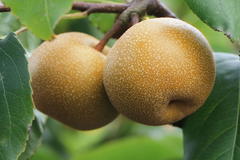Nashi / Asienbirne / Asiatische Apfelbirne 'Nashi Kil tsu Pear'