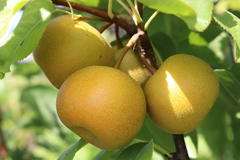 Nashi / Asienbirne / Asiatische Apfelbirne 'Nijiseiki'