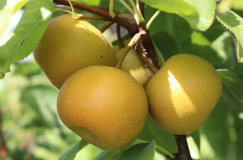 Nashi / Asienbirne / Asiatische Apfelbirne 'Nijisseiki' - Pyrus pyrifolia 'Nijisseiki'