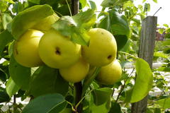 Nashi / Asienbirne / Asiatische Apfelbirne 'Shinseiki'