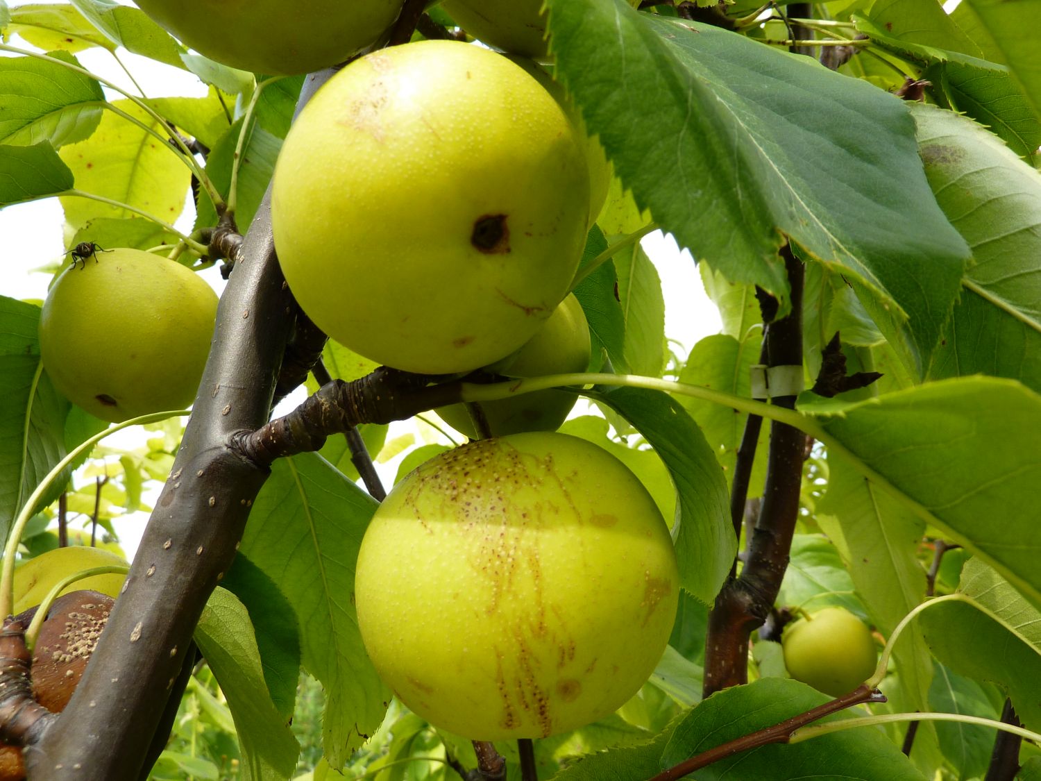 Nashi / Asienbirne / Asiatische Apfelbirne 'Shinseiki' - Pyrus pyrifolia 'Shinseiki'