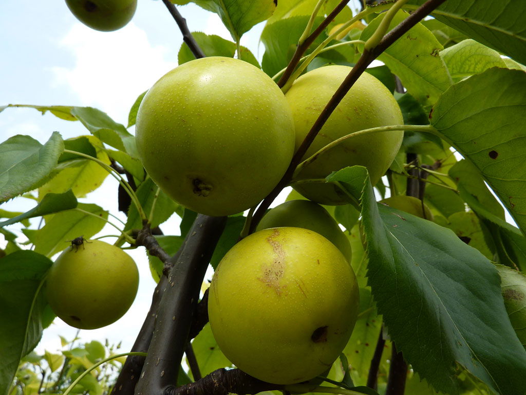 Nashi / Asienbirne / Asiatische Apfelbirne 'Shinseiki' - Pyrus pyrifolia 'Shinseiki'