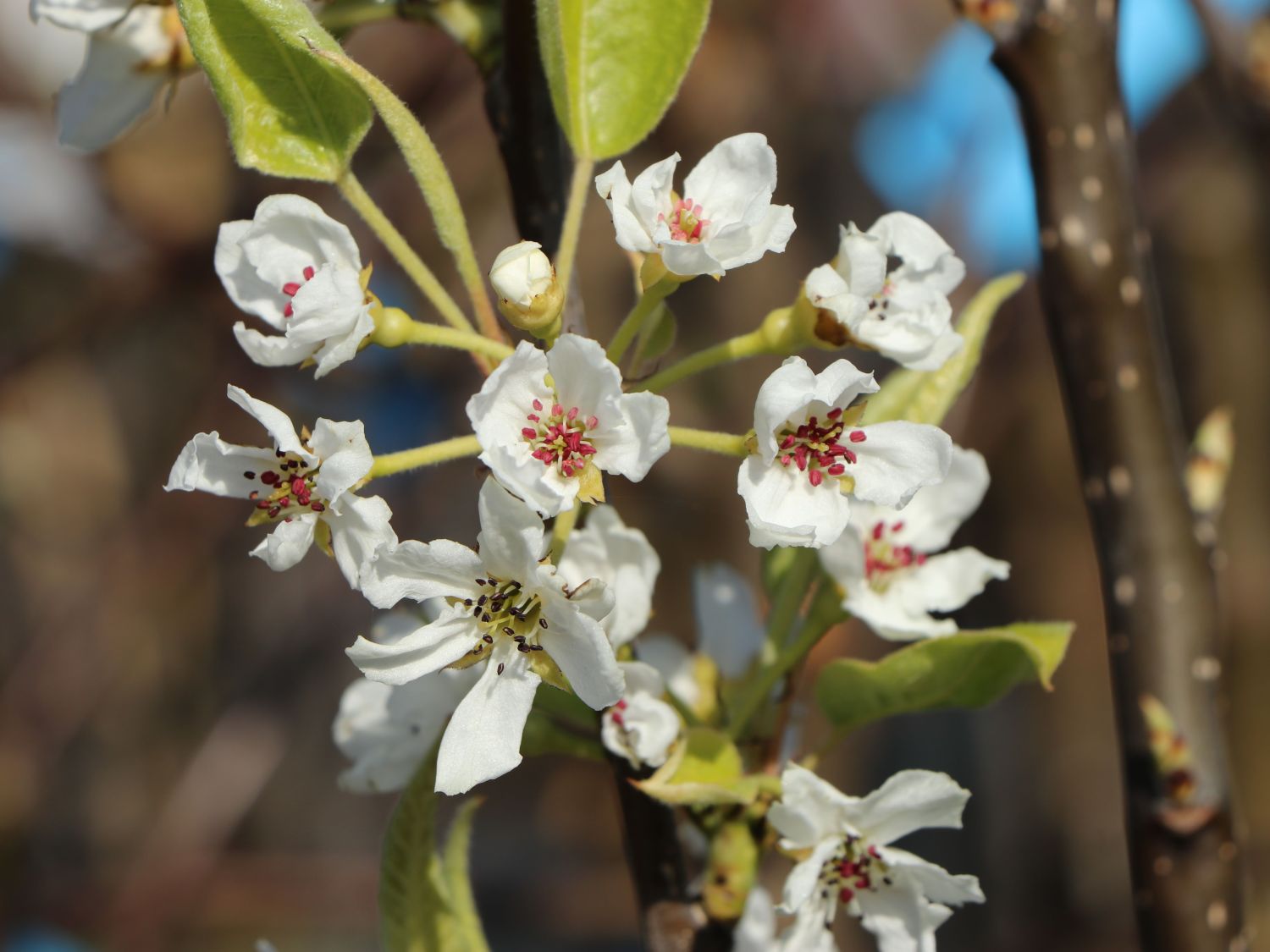 Nashi / Asienbirne / Asiatische Apfelbirne 'Shinseiki' - Pyrus pyrifolia 'Shinseiki'