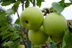 Nashi / Asienbirne / Asiatische Apfelbirne 'Sik Chon Early Pear'