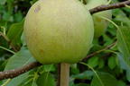Nashi / Asienbirne / Asiatische Apfelbirne 'Sik Chon Early Pear' - Pyrus pyrifolia 'Sik Chon Early Pear'