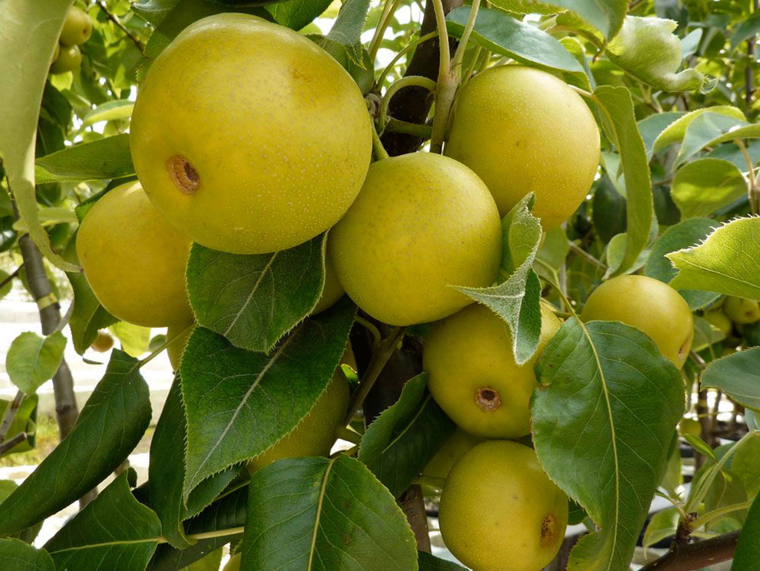 Nashi / Asienbirne / Asiatische Apfelbirne 'Tama'