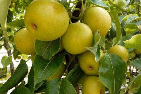 Nashi / Asienbirne / Asiatische Apfelbirne 'Tama' - Pyrus pyrifolia 'Tama'