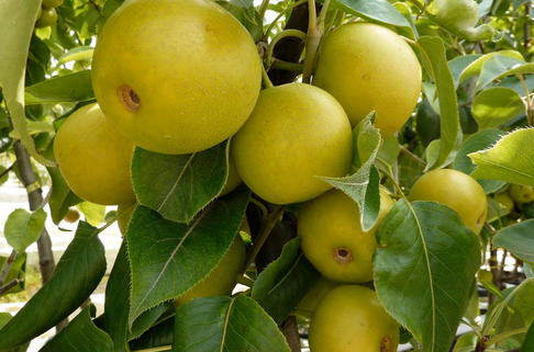 Nashi / Asienbirne / Asiatische Apfelbirne 'Tama' - Pyrus pyrifolia 'Tama'