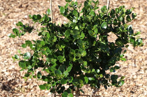 Natal-Pflaume - Carissa grandiflora
