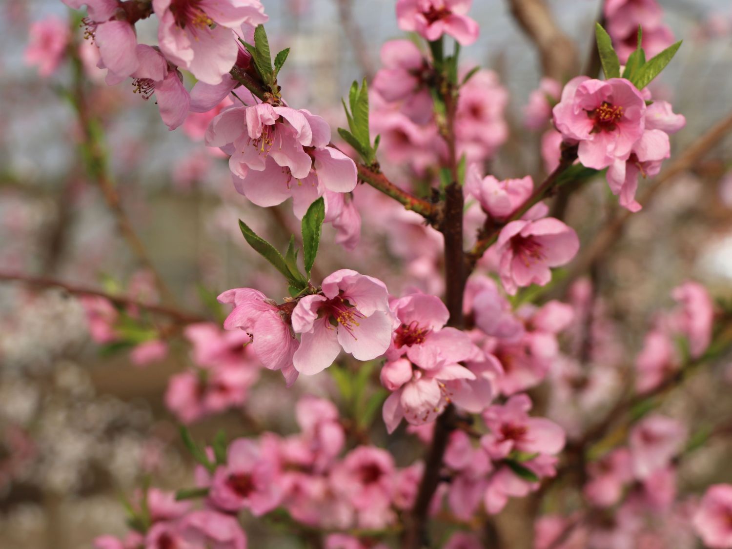 Nektarine 'Early Sungrand' - Prunus persica var. nucipersica 'Early Sungrand'