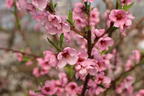 Nektarine 'Early Sungrand' - Prunus persica var. nucipersica 'Early Sungrand'