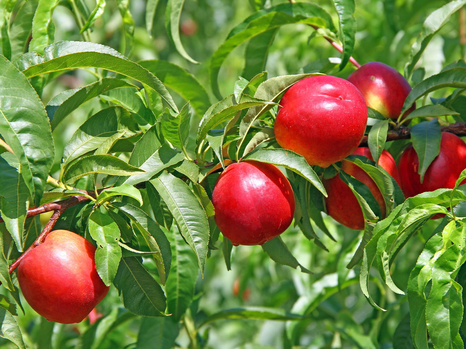 Nektarine 'Fantasia'