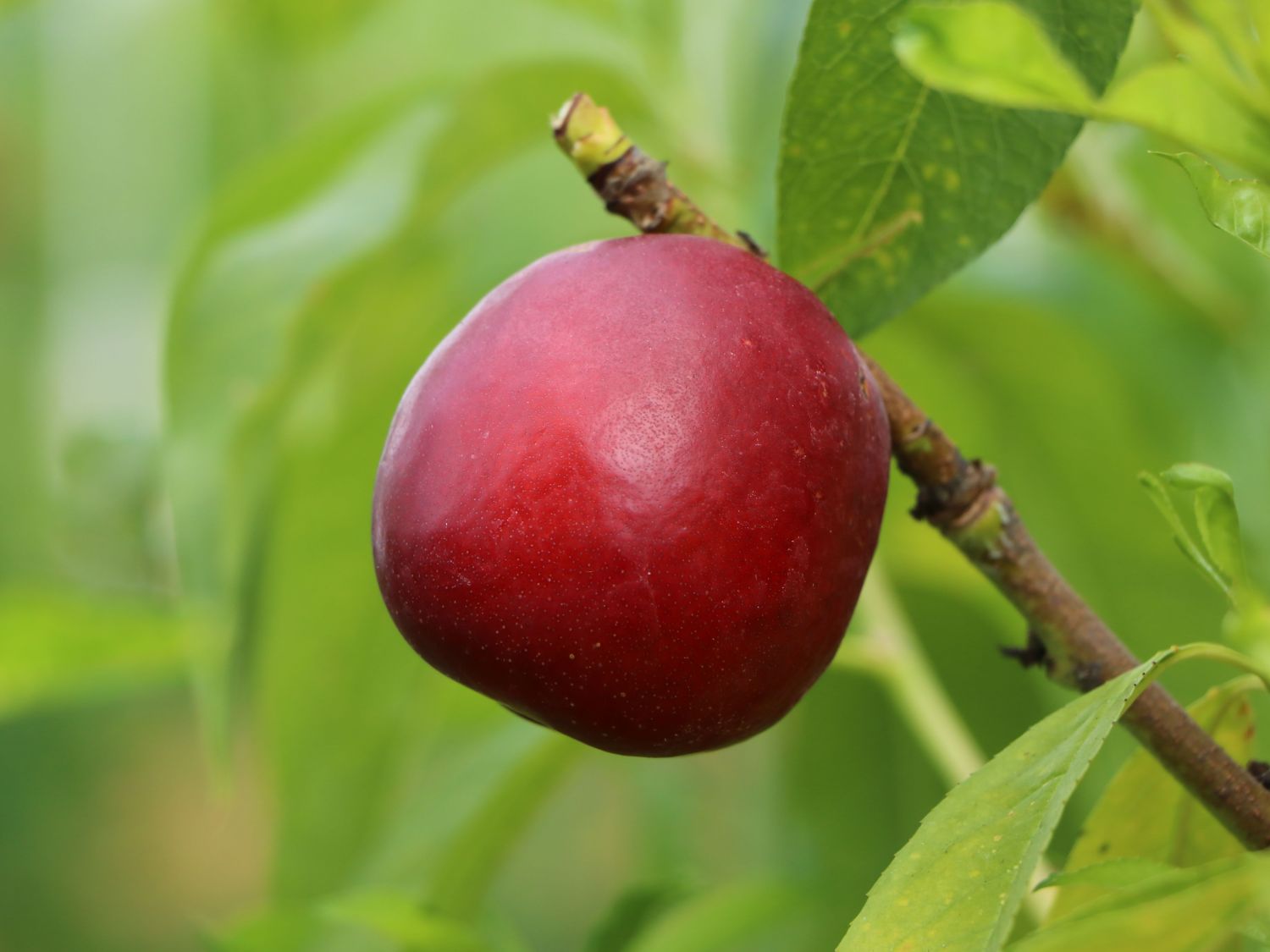 Nektarine 'Flavortop'