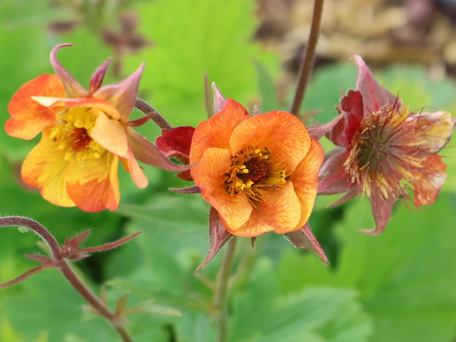 Nelkenwurz 'Alabama Slammer'