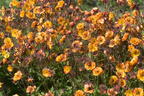 Nelkenwurz 'Alabama Slammer' - Geum chiloense 'Alabama Slammer'