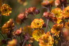 Nelkenwurz 'Alabama Slammer' - Geum chiloense 'Alabama Slammer'