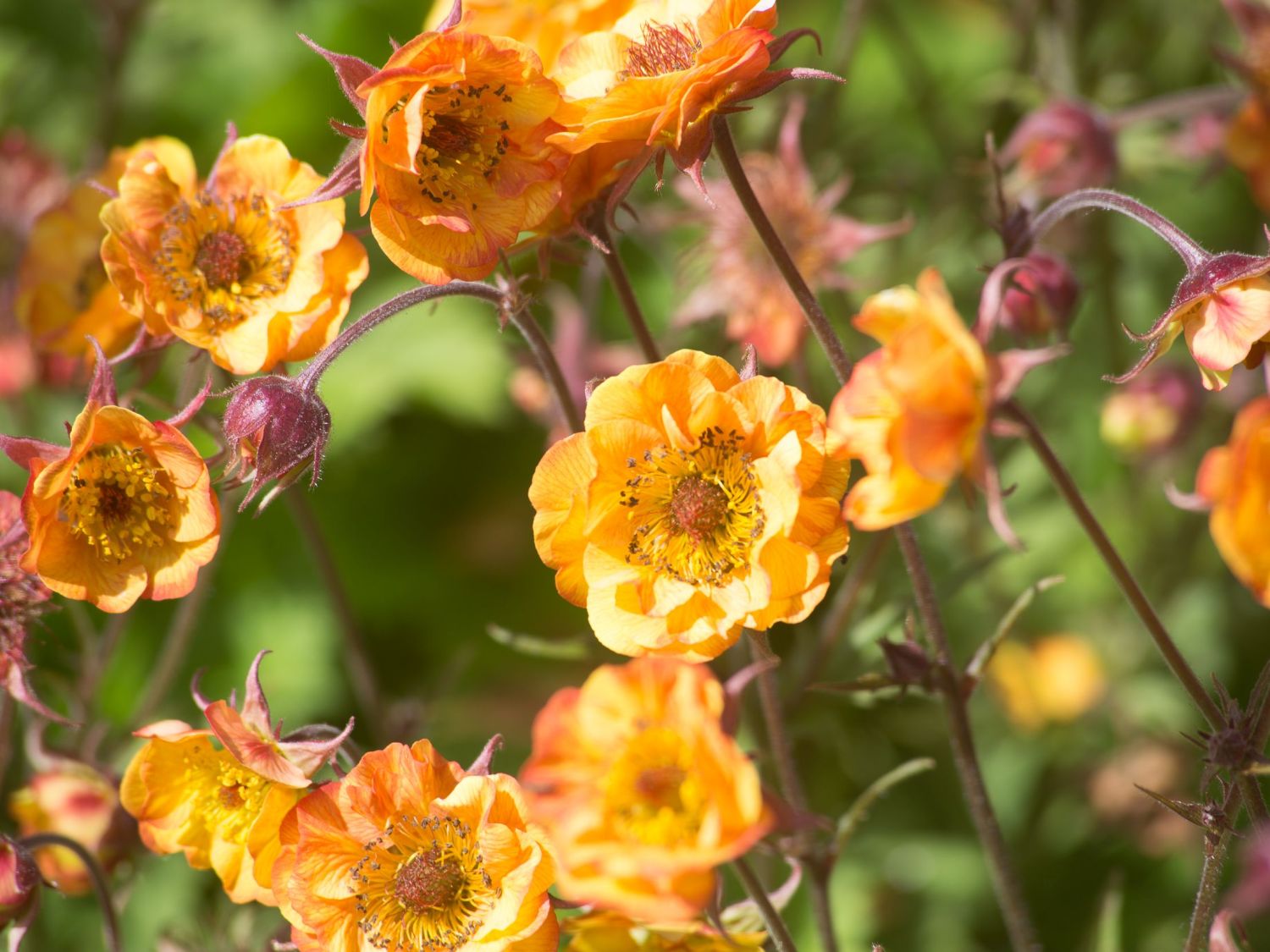 Nelkenwurz 'Alabama Slammer' - Geum chiloense 'Alabama Slammer'