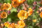 Nelkenwurz 'Alabama Slammer' - Geum chiloense 'Alabama Slammer'