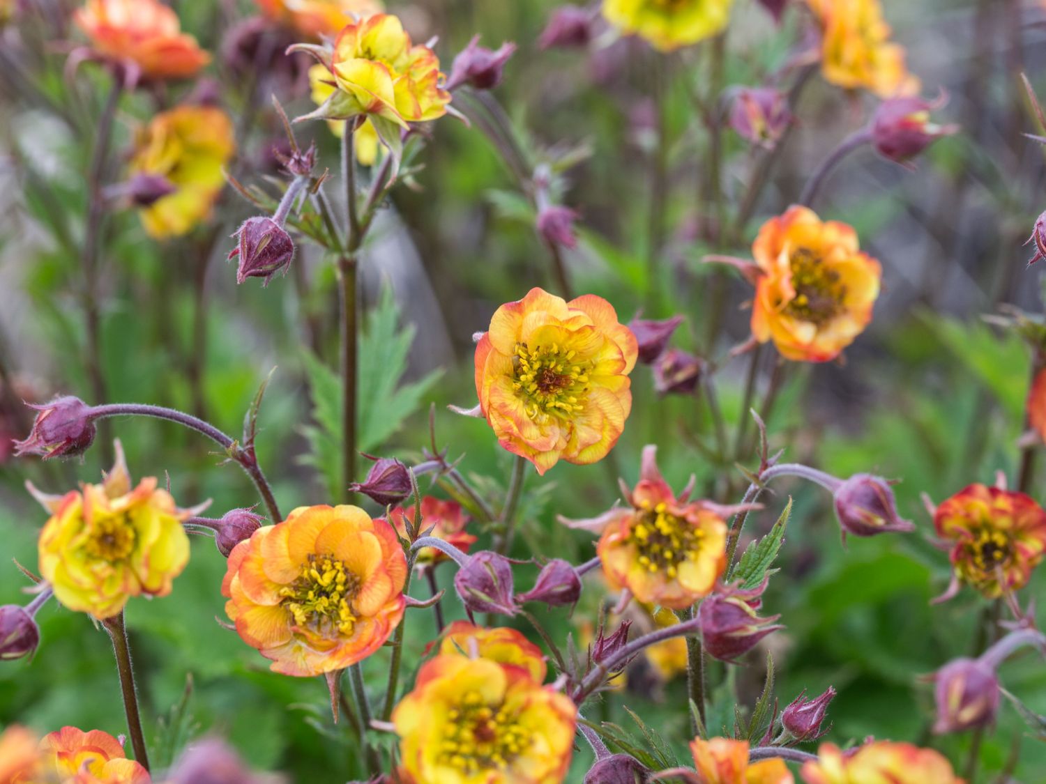 Nelkenwurzen (Geum)
