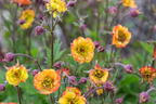Nelkenwurz 'Alabama Slammer' - Geum chiloense 'Alabama Slammer'