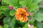 Nelkenwurz 'Alabama Slammer' - Geum chiloense 'Alabama Slammer'